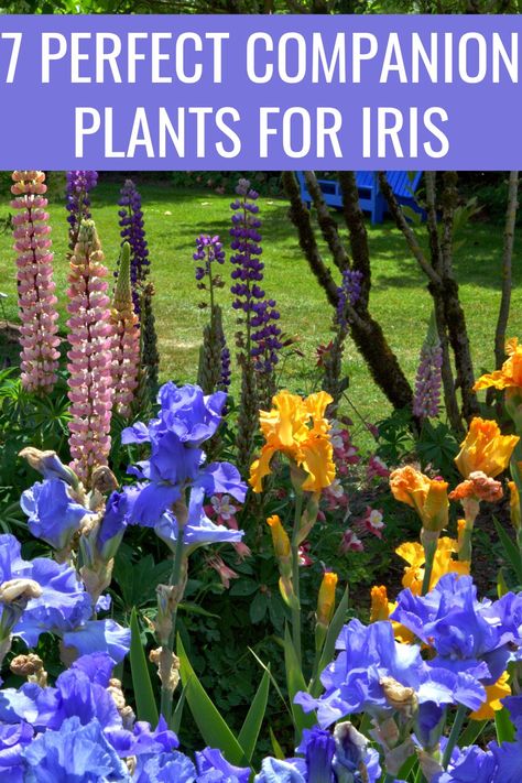 Iris Companion Plants Beds, Iris In Garden Bed, What To Plant With Iris Flowers Garden, Planting Iris In Spring, Daylily Companion Plants, Iris Flower Garden Ideas, Iris Border Garden, Bearded Iris Companion Plants, Lupine Companion Plants