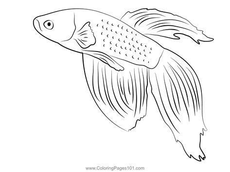 Orange Betta Fish Coloring Page Beta Fish Drawing, Outline Pictures, Fish Coloring, Fish Coloring Page, Beta Fish, Fish Drawings, Animated Drawings, Sketches Easy, Betta Fish