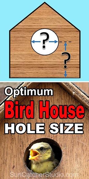 Birdhouse hole size. Best dimensions for the entrance hole size for a bird house or nestbox. Bird House Plans Free, Bird Feeder Plans, Homemade Bird Houses, Bird Houses Ideas Diy, Bird House Feeder, Bluebird House, Bird House Plans, Unique Bird Houses, Bird House Kits