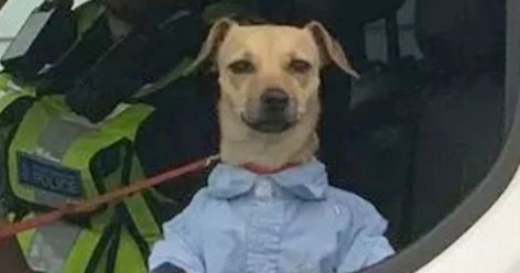 'Dapper' dog in a button-up shirt taken off woman who 'wasn't looking after it' Dapper Dogs, Well Dressed, Blue Shirt, To Look, Button Up Shirts, Button Up, Dogs, Blue