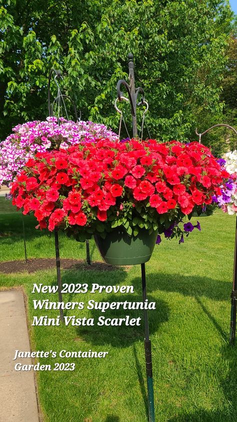 New 2023 Proven Winners Supertunia Mini Vista Scarlet. 3 plants in 10" basket, Fertilized wkly w/Jack'sBlossomBooster 5/30/2023 Garden 2023, Proven Winners, New 2023, Container Garden, Petunias, Container Gardening, Vegetable Garden, Scarlet, Garden Ideas