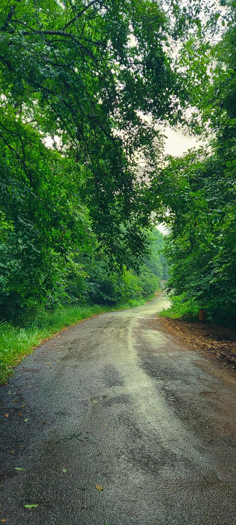 North of Iran Rainy Road, North Of Iran, Iran, Country Roads, Forest, Road, Quick Saves, Beauty