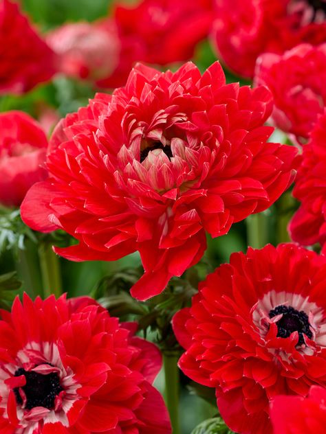 The vibrant Anemone Fullstar Red boasts stunning pompom shaped red blooms. Standing tall on sturdy stems, these beauties can add a touch of drama to sunny borders or brighten shady corners with dappled light. Versatile for planting in beds, containers, or even rock gardens, the Fullstar Red is a favorite among florists for its long-lasting blooms that bring weeks of beauty indoors as cut flowers.   • Easy To Grow • Popular Cut Flower • Deer Resistant   How to grow Anemone bulbs? - Find all the i Poppy Anemone, Summer Blooming Flowers, Spanish Bluebells, Fall Backgrounds Iphone, October Flowers, Glory Of The Snow, Lucky Plant, Flowers Easy, Rock Gardens