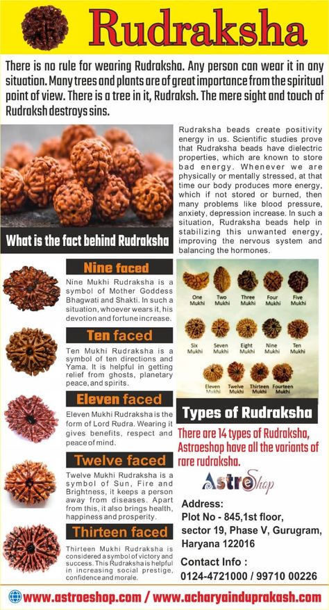 All about Rudraksha Gauri Shankar, Hindu Vedas, Medical Astrology, Indian History Facts, Pictures Of Shiva, Rudraksha Mala, Rudraksha Beads, Energy Healing Spirituality, Learn Facts