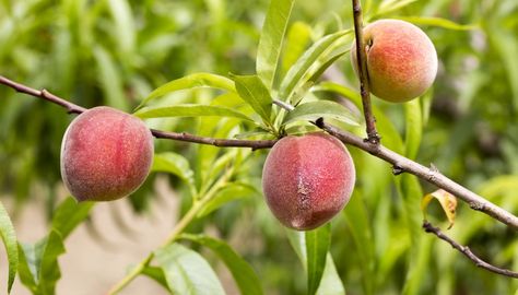 List of Types of Peach Trees. Peach (Prunus persica) cultivation originated in China more than 3,000 years ago. In 1571, peaches were brought to the New World by Spanish missionaries, and today peaches are the second most popular fruit in the United States. For home growers, there are 200 cultivars to choose from, ... Tree Types, Peach Tree, Red Blush, Golden Jubilee, Almond Flavor, Peach Trees, The New World, Peaches, New World