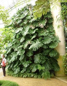 Monstera Plant Outdoor, Vertikal Garden, Bonsai Tree Types, Tropical Garden Design, Vertical Vegetable Garden, Plant Outdoor, Jungle Gardens, Inside Plants, Walled Garden