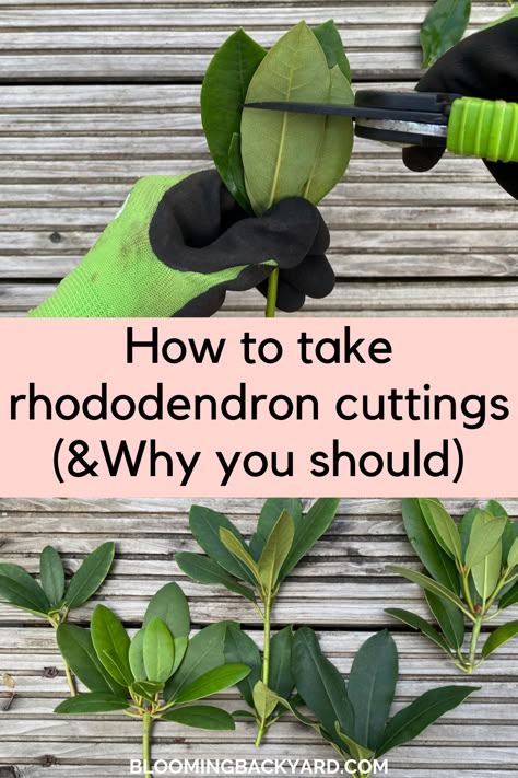 How to take rhododendron cuttings How To Propagate Rhododendron, Propagating Rhododendrons, Rhododendron Hedge, Planting Rhododendron, Washington Garden, Pruning Rhododendrons, Rhododendron Care, Propogating Plants, Gardening Gadgets