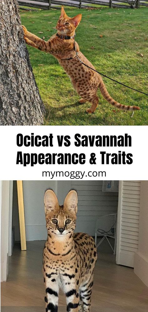 Are you curious about the rare and exotic-looking felines like the Ocicat and the Savannah, both of which are well-known for their odd coat appearance? Find out more about these two lovable cat breeds. #ocicat #savannah #catbreed #catlover #cat Savannah Cat Full Grown, Ocicat Kitten, F3 Savannah Cat, Savannah Cat For Sale, Exotic Cat Breeds, Cat Breeds List, Cat Breeds Hypoallergenic, Large Cat Breeds, Savannah Cats