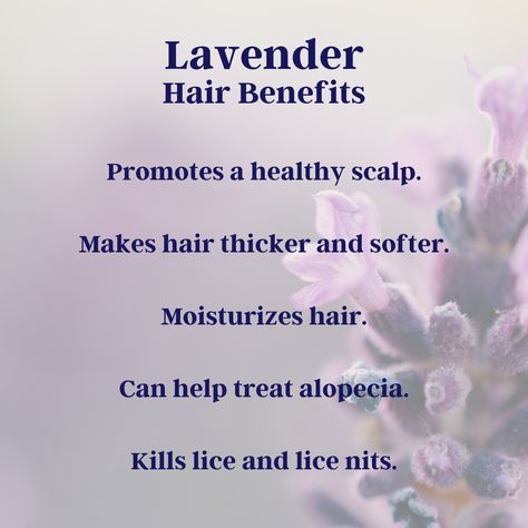 Lavender Hair Benefits, Lavender For Hair, Lavender Health Benefits, Apothecary Garden, Lavender Care, Lavender Shampoo, Make Hair Thicker, Help Hair Grow, Lavender Benefits