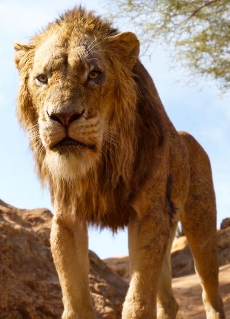 Lion King Live Action, Scar From The Lion King, Lion King Remake, Old Lion, Scar Lion King, Chiwetel Ejiofor, Lion Sleeps Tonight, The Lion King 2019, Lion King 2019