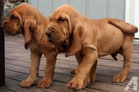 Gorgeous Bloodhound Puppies for Sale The Bloodhound Gang, Blood Hounds, Bloodhound Puppies, Bloodhound Dogs, Hound Dogs, Basset Hound Puppy, Hound Puppies, Bassett Hound, Hound Dog