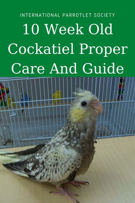 Cockatiel Care, Cinnamon Color, Sleeping Positions, Bird Cages, Parrot, Need To Know, Birds, Pet, Toys