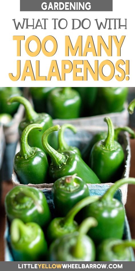 Was your jalapeno crop just a little too successful this year? If you've got a bumper crop from your vegetable garden, you might be wondering just what to do with jalapenos this year. We've got a list of great suggestions that will have your mouth watering, so your hard-won jalapenos won't go to waste. What To Do With Garden Jalapenos, Things To Do With Jalapeno Peppers, Dried Jalapeno Recipes, Garden Jalepeno Recipes, How To Preserve Jalapenos, What To Do With Jalapeno Peppers, Preserve Jalapeno Peppers, What To Do With Extra Jalapenos, Recipes For Jalapenos