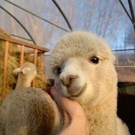 Here Are Some Alpacas With a 10/10 Smile - World's largest collection of cat memes and other animals Cute Alpaca, Fluffy Cows, Cute Llama, Fluffy Animals, Cute Animal Photos, Cute Creatures, Sweet Animals, Animal Tattoos, Cute Little Animals