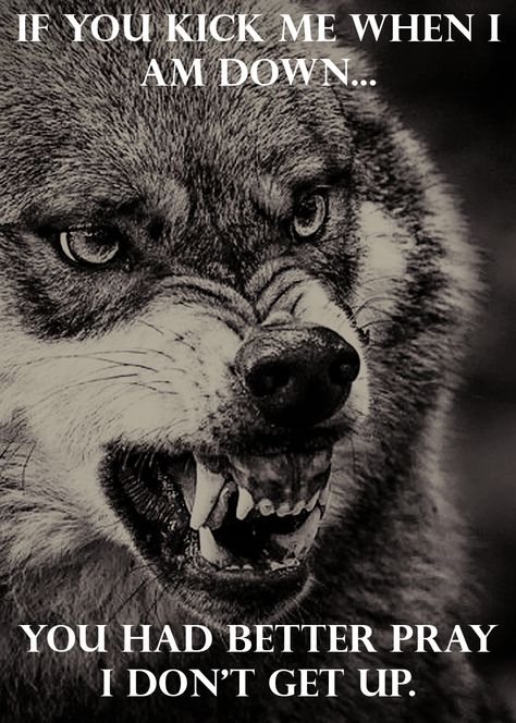 You have been warned. Wolf Sanctuary, Lone Wolf Quotes, Wolf Quotes, Gray Wolf, Wolf Spirit Animal, Wolf Love, She Wolf, Wolf Pictures, Wolf Spirit