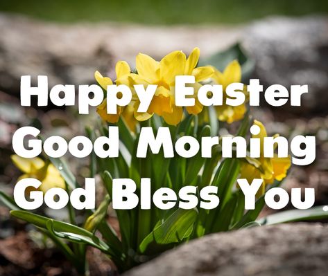 Daffodil Happy Easter Good Morning Quote easter happy easter. easter pictures easter quotes and sayings good morning easter good morning happy easter Easter Good Morning, Happy Easter Religious, Easter Inspirational Quotes, Easter Good, Happy Easter Quotes, Happy Easter Sunday, Happy Easter Greetings, Mother Pictures, Morning Quotes Images