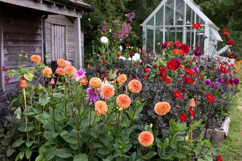 Dahlia Raised Bed, Dhalia Garden Bed, Raised Dahlia Bed, Dahlias In Raised Beds, Dahlia Flower Bed, Growing Zinnias From Seed, Dahlia Flower Garden, How To Grow Dahlias, Grow Dahlias