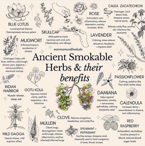 rainbow bandit on Twitter: "I ordered a few . I’ll report back.… " Smokeable Herbs, Herbs And Their Benefits, Smokable Herbs, Dream Herbs, Magia Das Ervas, Magic Herbs, Magical Herbs, Witch Spell Book, Herbal Healing