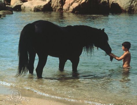 The Black Stallion- one of my all time favorite movies. (Directed by Carroll Ballard. Produced by Francis Ford Coppola. Shot by Caleb Deschanel. And music by Carmine Coppola.) Black Stallion Movie, The Black Stallion, Horse Movies, Arabian Stallions, Family Films, Black Stallion, Horse Wallpaper, Black Horse, Arabian Horse