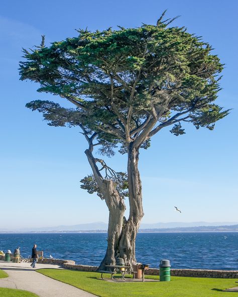 Monterey Cypress | At Lover’s Point Park, Monterey Bay, California Cupressus Macrocarpa, Monterey Bay California, Monterey Cypress, Weird Trees, Evergreen Garden, Old Trees, Cypress Trees, Tree Seeds, Tree Trunks