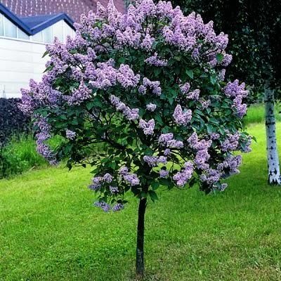 How to Grow Beautiful Lilacs Easily – Sunny Home Creations Bloomerang Lilac, Landscaping Trees, Lilac Tree, Lilac Bushes, Flowering Tree, Home Yard, How To Attract Hummingbirds, Landscaping Tips, Garden Trees