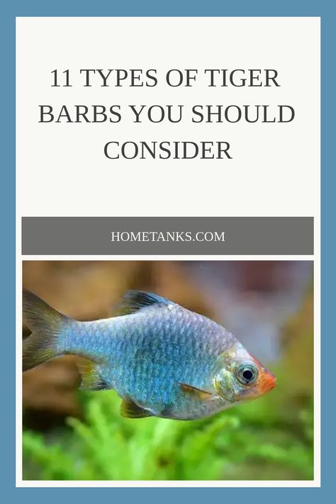 Tiger barb fish are some of the most exciting fish in the aquarium hobby, and they make a great additions to any freshwater aquarium. Here are 11 types of tiger barbs you should consider adding to your aquarium. #tigerbarb #freshwaterfish #aquariumfish Denison Barb, Best Fish For Aquarium, Tropical Freshwater Fish Aquarium, Name For Fish Pet, Tiger Barb Fish, Types Of Tigers, Ranchu Gold Fish Tank, Aquarium Maintenance, Saltwater Aquarium Fish