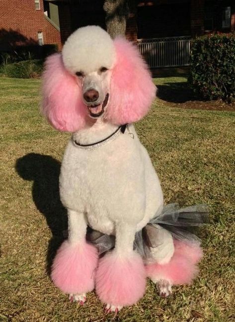 Animal Hairstyles, Creative Dog Grooming, Dog Dye, Poodle Hair, Dog Trends, Poodle Haircut, Cute Fluffy Dogs, Poodle Cuts, Creative Grooming