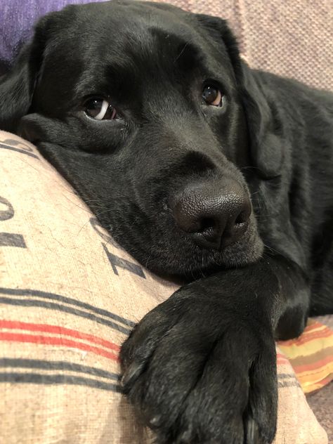 Black Retriever Puppy, Black Labrador Aesthetic, Labrador Nero, Black Retriever, Labrador Black, Labrador Noir, Black Labs Dogs, Black Labrador Dog, Dog Day Afternoon