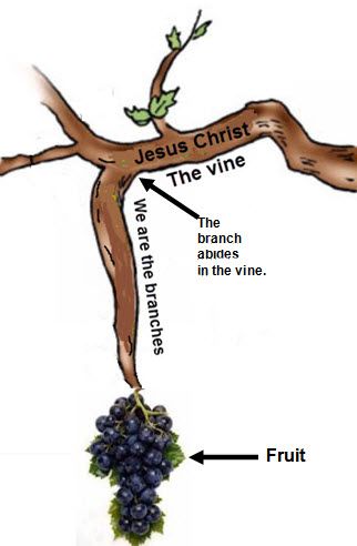 Jesus' last lesson for His disciples was about grapes. Youth Lessons, Vine And Branches, John 15 5, True Vine, Who Is Jesus, Bible School Crafts, Bible Illustrations, Bible Crafts For Kids, Sunday School Activities