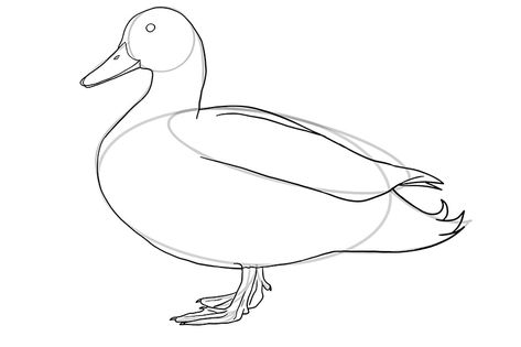 How to Draw a Duck - An Easy Duck Drawing Tutorial for All Artists Easy Duck Drawing, Duck Drawings, Duck Sketch, Draw A Duck, Animal Sketches Easy, Drawings For Beginners, Duck Drawing, Feather Texture, Drawing Heads