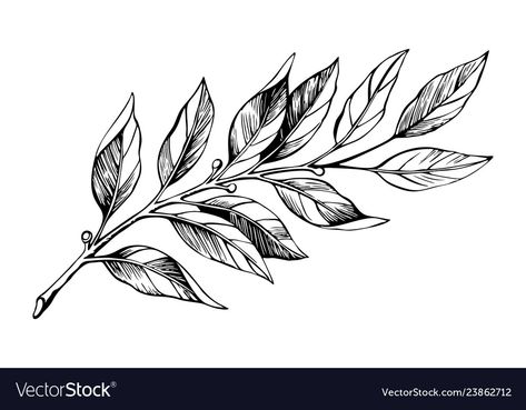 Coffee Plant Tattoo, Branch Sketch, Laurel Tattoo, Plant Tattoos, Laurel Branch, 16 Tattoo, Branch Tattoo, Coffee Tattoos, Plant Tattoo