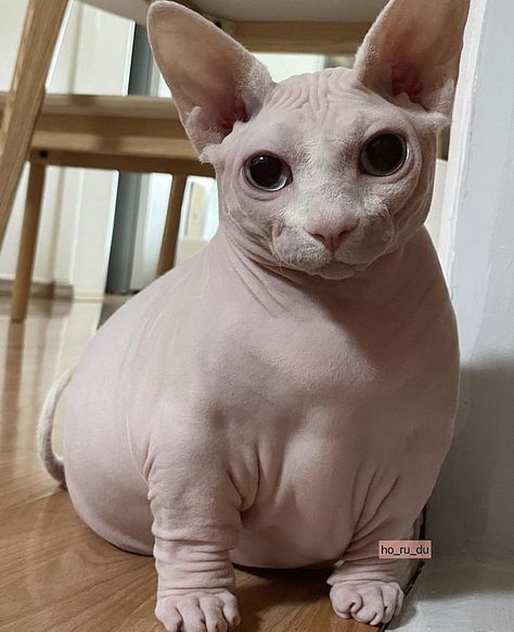 Pfp Christian, Cat Pfp Funny, Fat Hairless Cat, Funny Cat Pfp, Cute Hairless Cat, Obese Cat, Christian Funny, Funny Couple Pictures, Funny Pfp