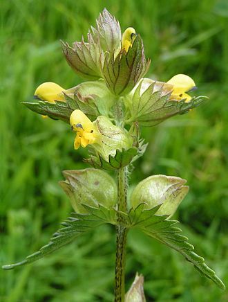 Cresta de Gallo (Rhinanthus minor) · iNaturalist Ecuador Yellow Rattle, British Wild Flowers, British Flowers, Garden Tool Storage, Wildflower Garden, Unique Plants, Wildflower Seeds, Seed Pods, Types Of Plants