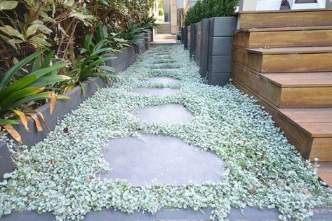 Dichondra silver falls Drought Tolerant Border, Groundcover Landscaping, Garden Feature Wall, Silver Falls Plant, Creeping Rosemary, Dichondra Silver Falls, Acerage Homes, Silver Falls Dichondra, Low Growing Ground Cover