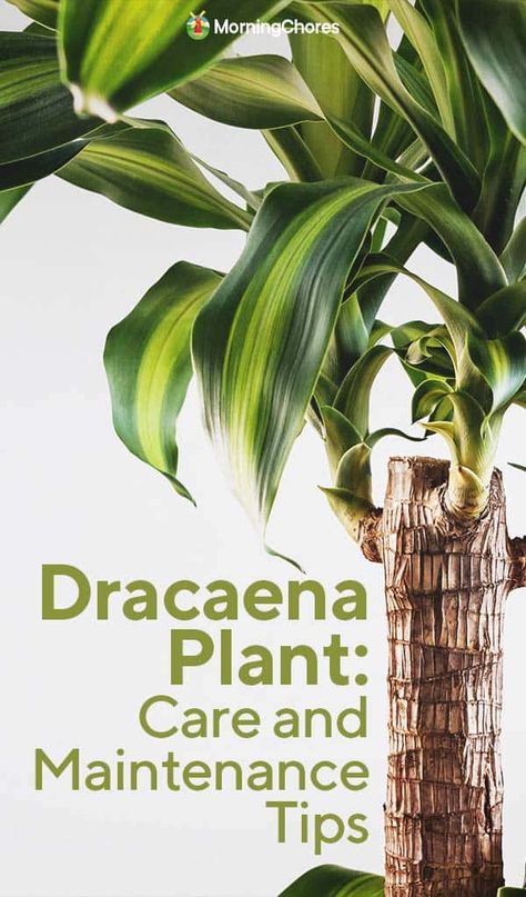 All About Growing Easy-to-Care-For Dracaena Plants Corn Plant Care, Dracaena Plant Care, Dracena Plant, Morning Chores, House Gardening, Dracaena Plant, Palm Tree Plant, Household Plants, Plant Care Houseplant