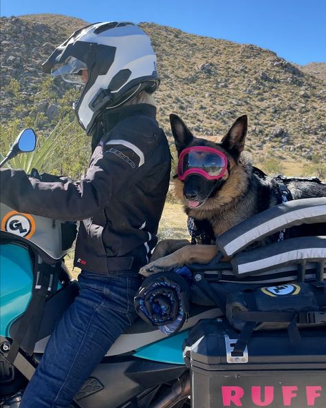 Motorcycle Riding German Shepherd Breaking The Internet | human, German Shepherd dog, motorcycle, adventure | Meet Moxie, the German Shepherd that loves to go on motorcycle adventures with her human | By Supercar Blondie Supercar Blondie, Motorcycle Adventure, On Motorcycle, Adventure Motorcycling, Motorcycle Riding, Dog Car, Riding Motorcycle, German Shepherd Dog, Car Ride