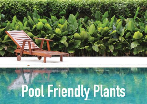 What To Plant Around A Swimming Pool - Albatross Swimming Pools Pool Plants Australia, Plants Next To Pool, Outdoor Pool Plants, Pool Screening Ideas, Bamboo Around Pool, Plants Near Pool Landscaping, Tropical Pool Plants, Pool Edge Landscaping, Plants For Pool Area Landscapes