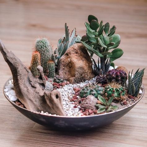 Cactus Dish Garden Cactus Dish Garden Ideas, Mini Cactus Garden Cacti And Succulents, Cacti Arrangement Planters, Inside Succulent Garden, Cactus Bowl Ideas, Succulent Dish Garden Ideas, Cactus Dish Garden, Dish Garden Ideas Plants, Cactus Terrarium Ideas