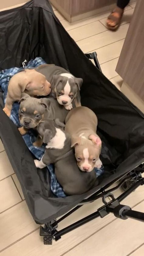 Pit Bulls Puppies, Baby Pitbulls Puppies, Pocket Bully Puppies, Cute Pitbull Puppies, Cute Pitbulls, Bully Puppies, Puppies Pitbull, Pit Bull Puppies, Amstaff Puppy