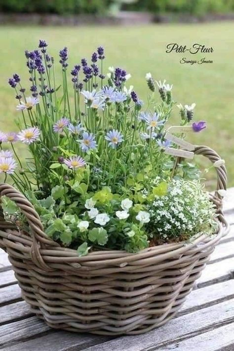 Patio Flowers, Container Garden Design, Container Gardening Flowers, Flower Pots Outdoor, Vintage Garden Decor, Flowers Arrangements, Have Inspiration, Garden Containers, Container Gardens