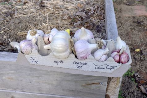 Best Garlic To Grow In Zone 6 (9 Great Varieties) Garlic Varieties, Raised Bed Plans, Raised Bed Layout, When To Plant Garlic, Square Foot Garden, Cilantro Seeds, Hardneck Garlic, Harvesting Garlic, Raised Garden Bed Plans