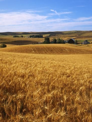 size: 24x18in Photographic Print: Poster of Wheat fields, Whitman County by Charles Gurche : Artists Land Of Oz, Wheat Field, Washington Usa, Field Of Dreams, Wheat Fields, Matte Painting, Depth Of Field, Poster Poster, Reference Images