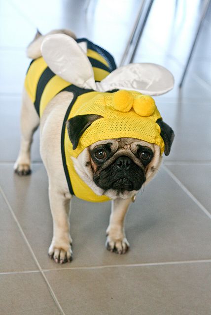 Baby Pug, Pug Clothes, Pugs In Costume, Baby Pugs, Pugs And Kisses, Pug Pictures, Bee Costume, A Pug, Pug Puppies