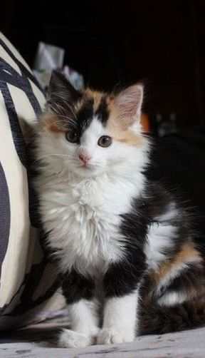 Long Hair Calico Cats, Cats Aesthetic, Gorgeous Cats, Cute Cats Photos, Pretty Animals, Funny Cute Cats, Cute Kittens, Cute Cats And Dogs