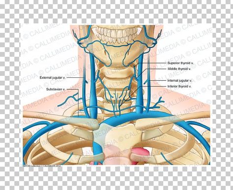 Jugular Vein, Facial Veins, Vascular Ultrasound, Ultrasound, Us Images, Free Png, Color Trends, Anatomy, Facial