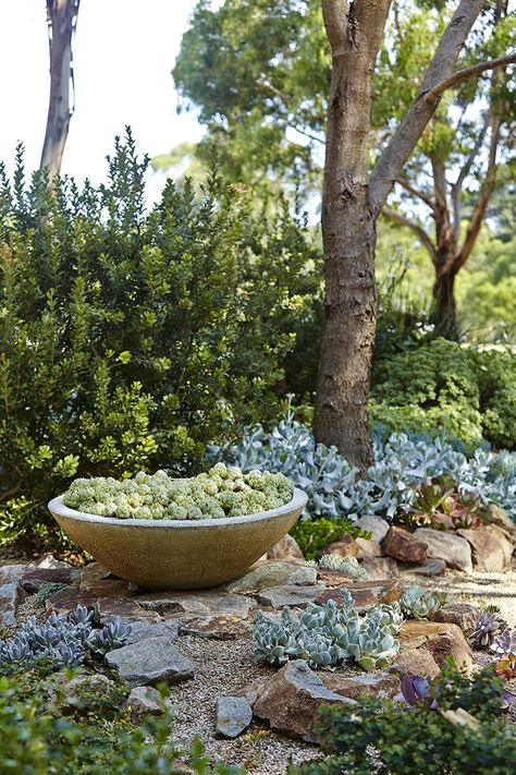 Australian Garden Design, Mediterranean Garden Design, Australian Native Garden, Drought Tolerant Garden, Coastal Country, Rock Garden Design, Dry Garden, Australian Garden, Gravel Garden