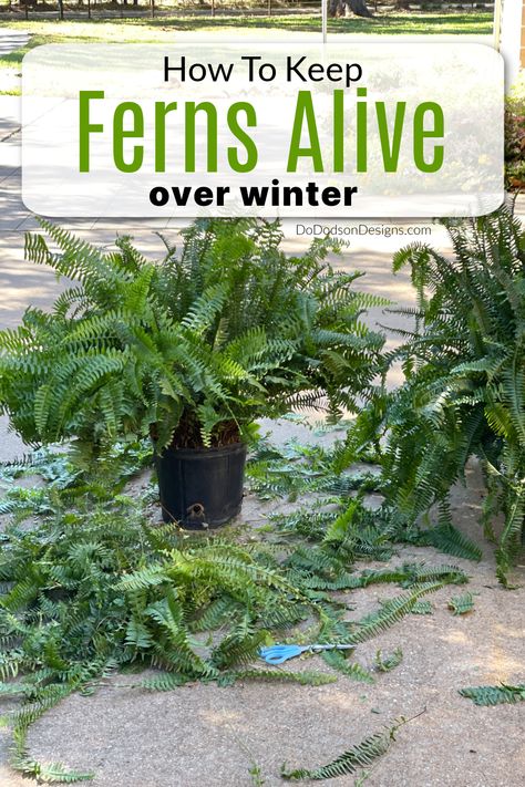 How To Bring Ferns Inside For Winter, How To Keep A Fern Alive During Winter, How To Save Ferns Through The Winter, How To Keep Ferns Over Winter, How To Winterize Ferns, Saving Ferns Over Winter, How To Winterize Boston Ferns, Overwintering Boston Ferns, How To Winter Over Boston Ferns