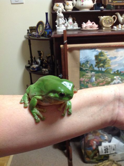 This Australian green tree frog was just outside the door of mu unit and invited into the light for a spot of photography... Australian Green Tree Frog, Australian Tree Frog, Strange Animals, Australian Trees, Green Tree Frog, Frog Pictures, Cold Blooded, Tree Frog, Big Tree