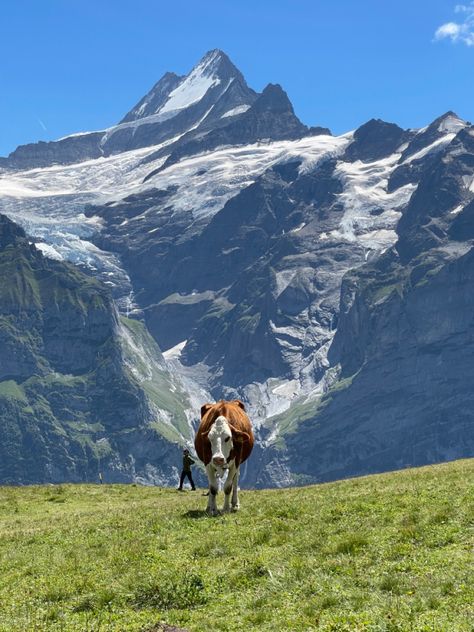 #hike #grindelwald #switzerland Grindelwald Switzerland Aesthetic, Switzerland Cows, Switzerland Hiking, Grindelwald Switzerland, Loving Life, Beautiful Places To Travel, Exotic Pets, Dream Destinations, Summer Travel