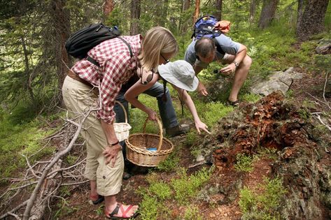 Hunting for Mushrooms in Colorado - The New York Times Mushroom Picking, Yellow Cups, Mushroom Hunting, Edible Mushrooms, Sliced Baguette, Wild Edibles, Cooking Lessons, Fruit Garden, Into The Woods